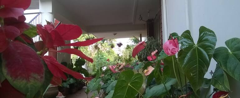 Anamiiva Homestay, Coorg 4